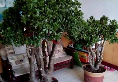 什么是适合懒人养的室内绿色植物，懒人养不死的绿色植物？