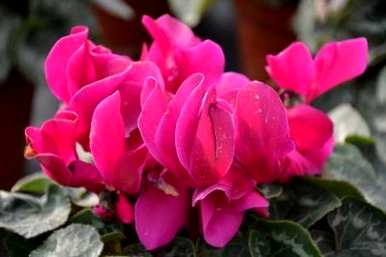 如何种植仙客来，如何种植仙客来花