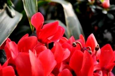 如何种植仙客来，如何种植仙客来花