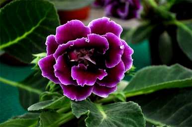 如何养盆栽芙蓉花？