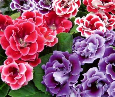 如何养盆栽芙蓉花？