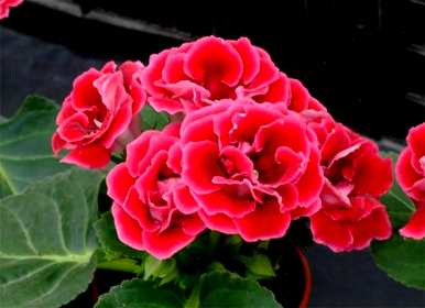 如何养盆栽芙蓉花？
