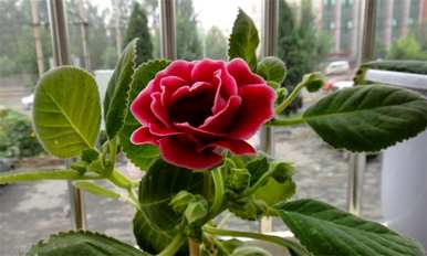 如何养盆栽芙蓉花？