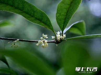 桂花冬天开放吗？桂花什么时候开放？