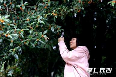 桂花冬天开放吗？桂花什么时候开放？