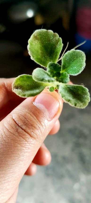 驱蚊碰碰香养殖方法，如何养殖碰碰香