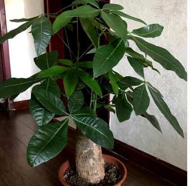 发财树能倒橘子皮水吗？发财树最好多久浇一次水？