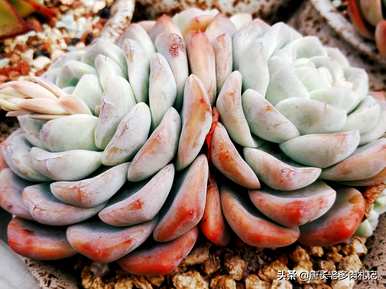如何种植带土的多肉苗，如何种植多肉苗？