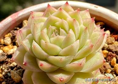 如何种植带土的多肉苗，如何种植多肉苗？