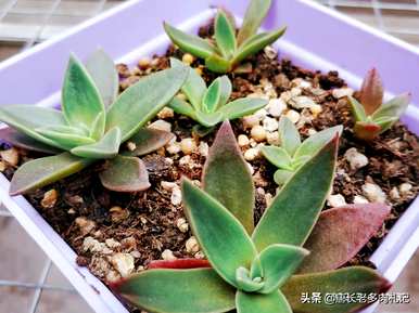 如何种植带土的多肉苗，如何种植多肉苗？