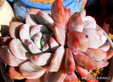 如何种植带土的多肉苗，如何种植多肉苗？
