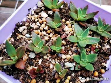 如何种植带土的多肉苗，如何种植多肉苗？