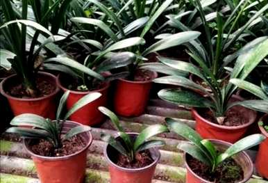 什么土壤最适合种植花草，什么土壤最适合种植花草
