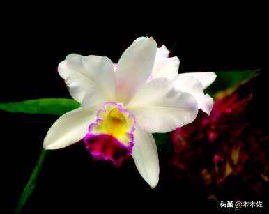 大花蕙兰哪个品种贵？浓香大花蕙兰品种