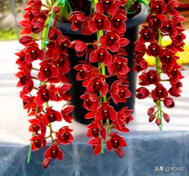 大花蕙兰哪个品种贵？浓香大花蕙兰品种