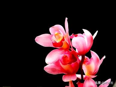 大花蕙兰哪个品种贵？浓香大花蕙兰品种