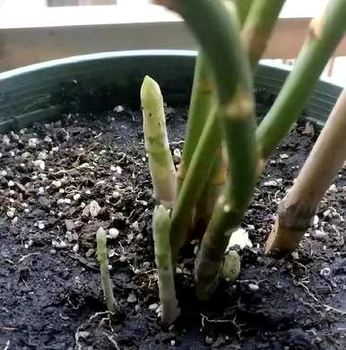 阳台种什么菜最好，阳台种什么菜最好？