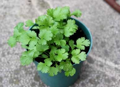 阳台种什么菜最好，阳台种什么菜最好？
