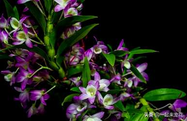 如何养石斛兰容易开花，石斛兰开花多久？