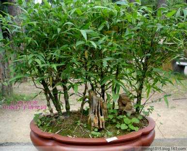龟甲竹是花盆种植好还是地面种植好，龟甲竹盆栽怎么种？