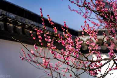 如何维护腊梅花？腊梅花养护直播