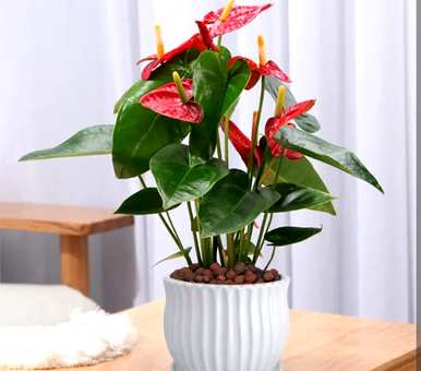 什么是喜阴植物花卉，喜阴耐寒花卉植物
