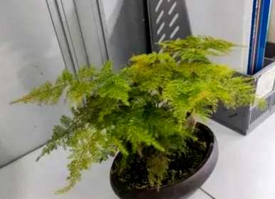 如何保存芦笋叶子变黄，如何补救芦笋叶子变黄？