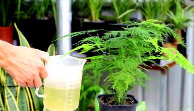 如何保存芦笋叶子变黄，如何补救芦笋叶子变黄？