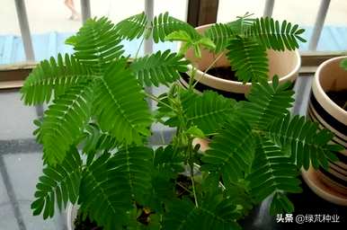 含羞草何时种植，含羞草何时种植
