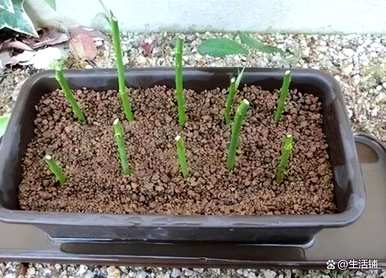 如何种植月季花，如何在庭院里种植月季花