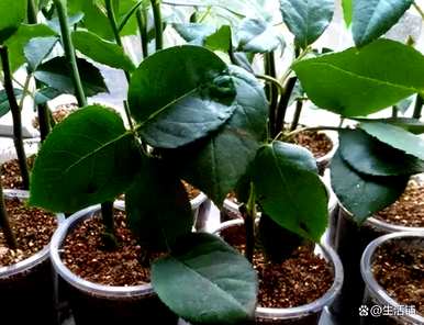 如何种植月季花，如何在庭院里种植月季花