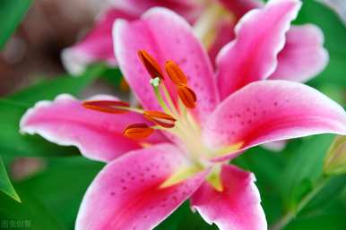 百合花的花语和寓意，百合花的养殖方法