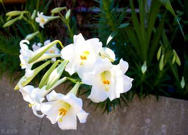 百合花的花语和寓意，百合花的养殖方法