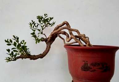 北方盆景树品种齐全，盆景树品种有哪些？