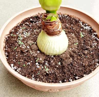 如何种植朱顶红种球，如何种植进口朱顶红种球