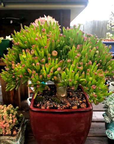 什么花适合家里客厅的花？