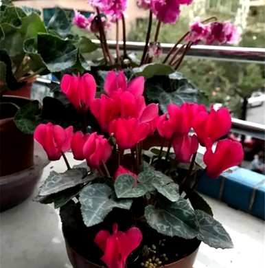 仙客来怎么养才能开花？