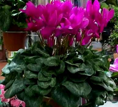 仙客来怎么养才能开花？