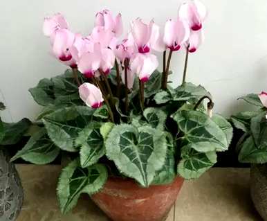 仙客来怎么养才能开花？