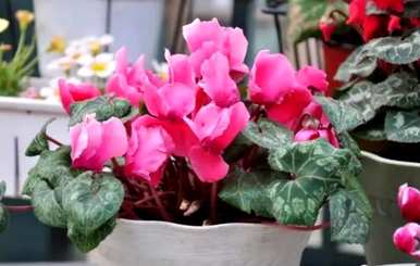 仙客来怎么养才能开花？