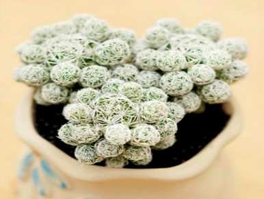 如何浇水多肉植物白鸟，如何养殖多肉植物？