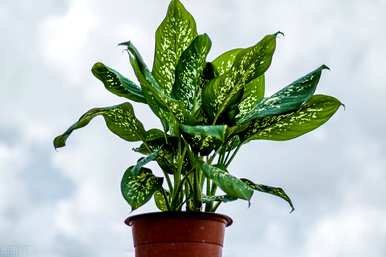 如何培育万年青植物？金边万年青养殖方法