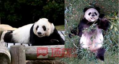 网友呼吁接回美国大熊猫丫丫，网友呼吁接回美国大熊猫丫丫