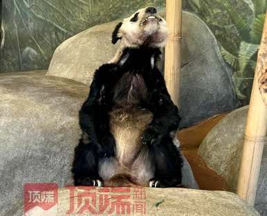 网友呼吁接回美国大熊猫丫丫，网友呼吁接回美国大熊猫丫丫