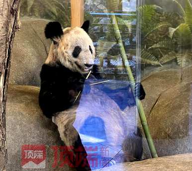 网友呼吁接回美国大熊猫丫丫，网友呼吁接回美国大熊猫丫丫