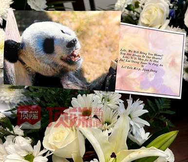网友呼吁接回美国大熊猫丫丫，网友呼吁接回美国大熊猫丫丫