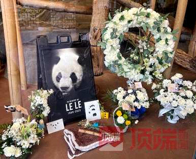 网友呼吁接回美国大熊猫丫丫，网友呼吁接回美国大熊猫丫丫