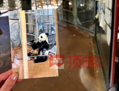 网友呼吁接回美国大熊猫丫丫，网友呼吁接回美国大熊猫丫丫