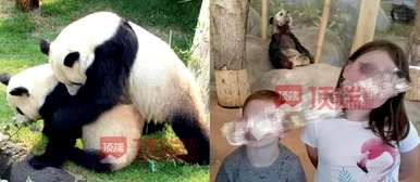 网友呼吁接回美国大熊猫丫丫，网友呼吁接回美国大熊猫丫丫