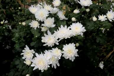 菊花什么时候开，菊花提前开？